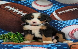 Bernese Mountain Dog dogs for sale: Floyd - Image 8