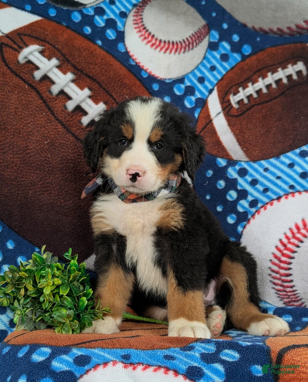Bernese Mountain Dog dogs for sale: Floyd - Image 8