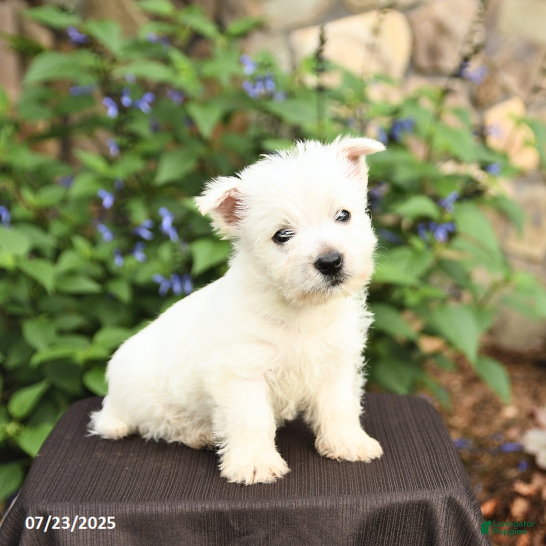 West Highland Terrier dogs for sale: Desiree - Image 2
