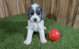 Cavapoo dogs for sale: Bertha Girl 2 - Image 4