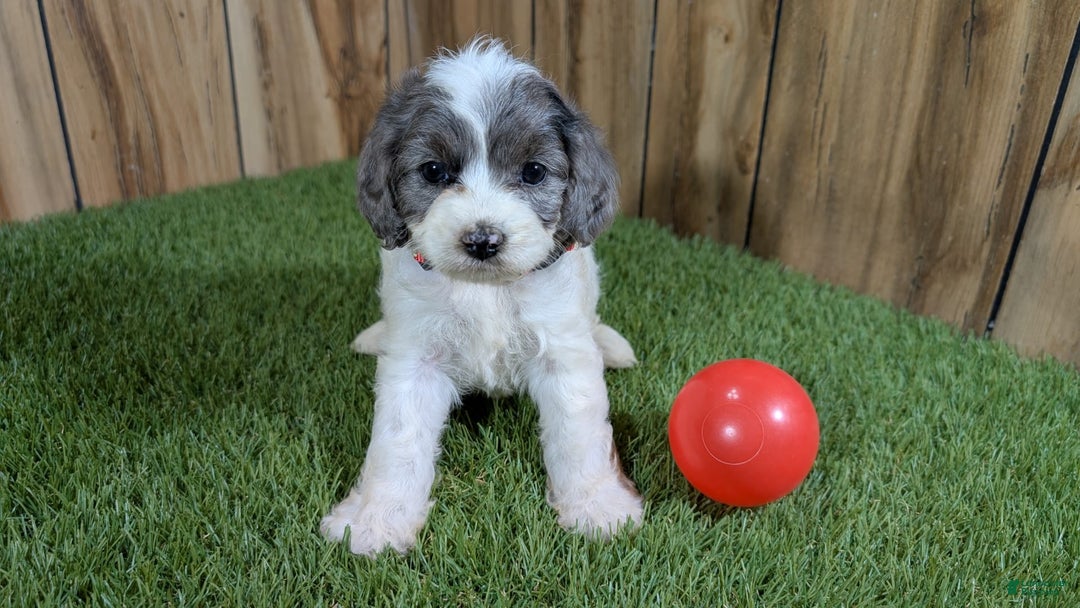 Cavapoo dogs for sale: Bertha Girl 2 - Image 4