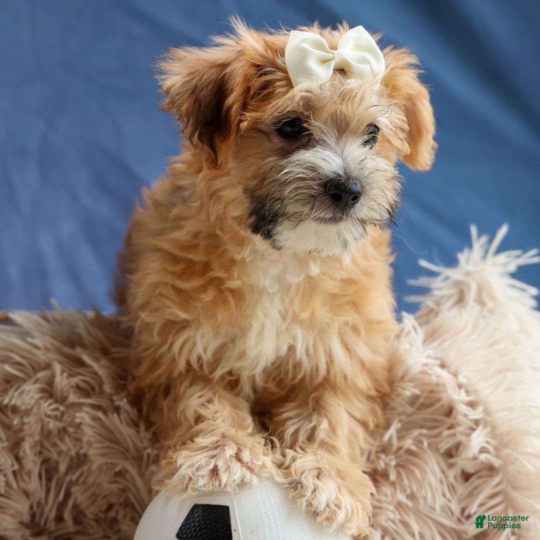 Yochon dogs for sale: Torin - Image 4