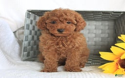 Miniature Poodle dogs for sale: Reba - Image 2