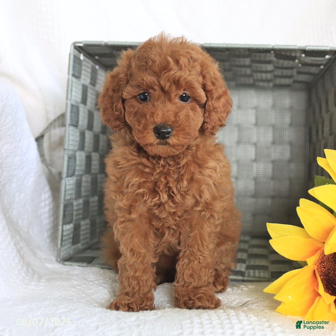 Miniature Poodle dogs for sale: Reba - Image 2