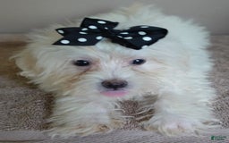 Maltipoo dogs for sale: 3 lb oslo - Image 10