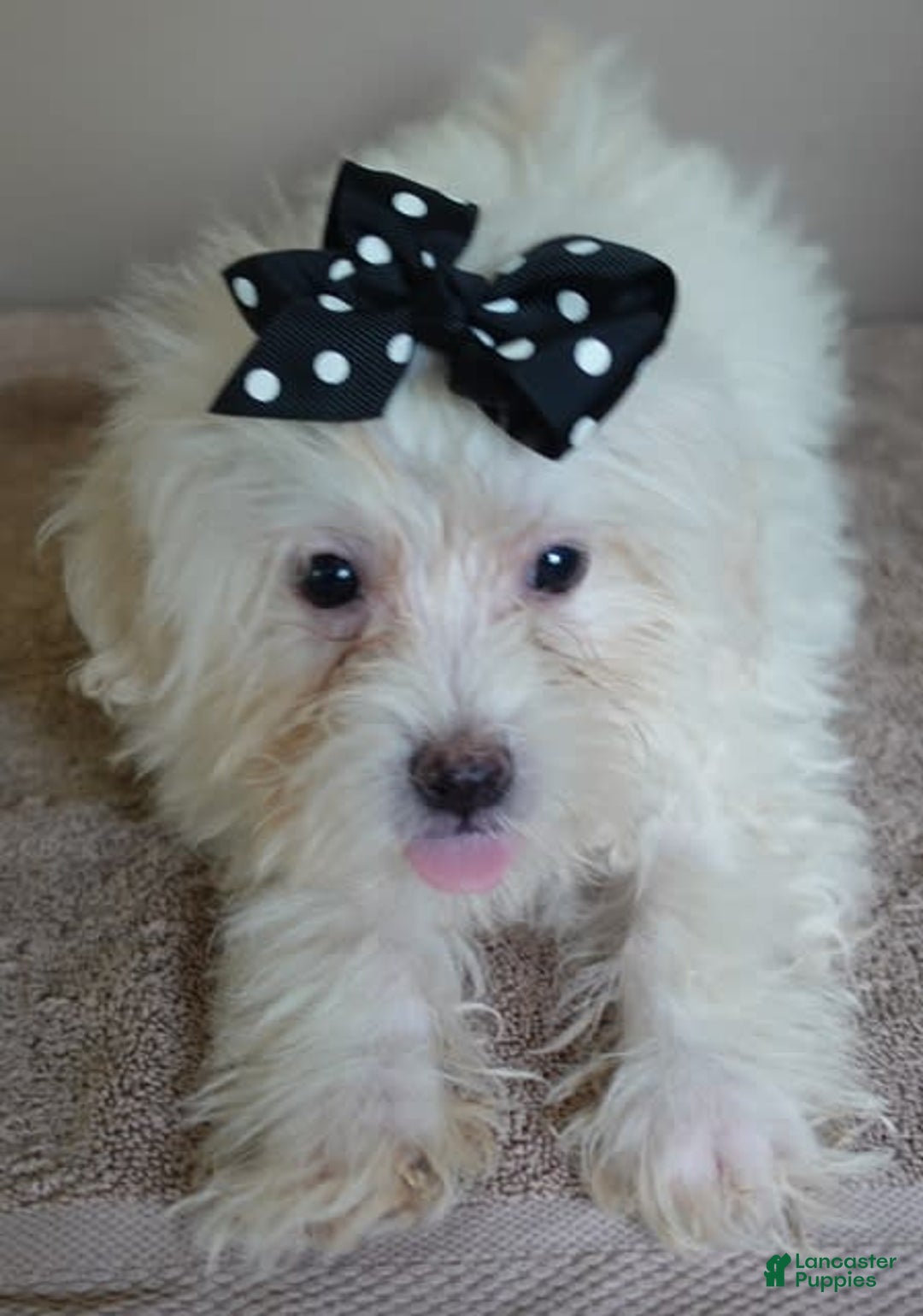 Maltipoo dogs for sale: 3 lb oslo - Image 10