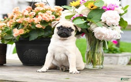 Pug dogs for sale: Cain - Image 2