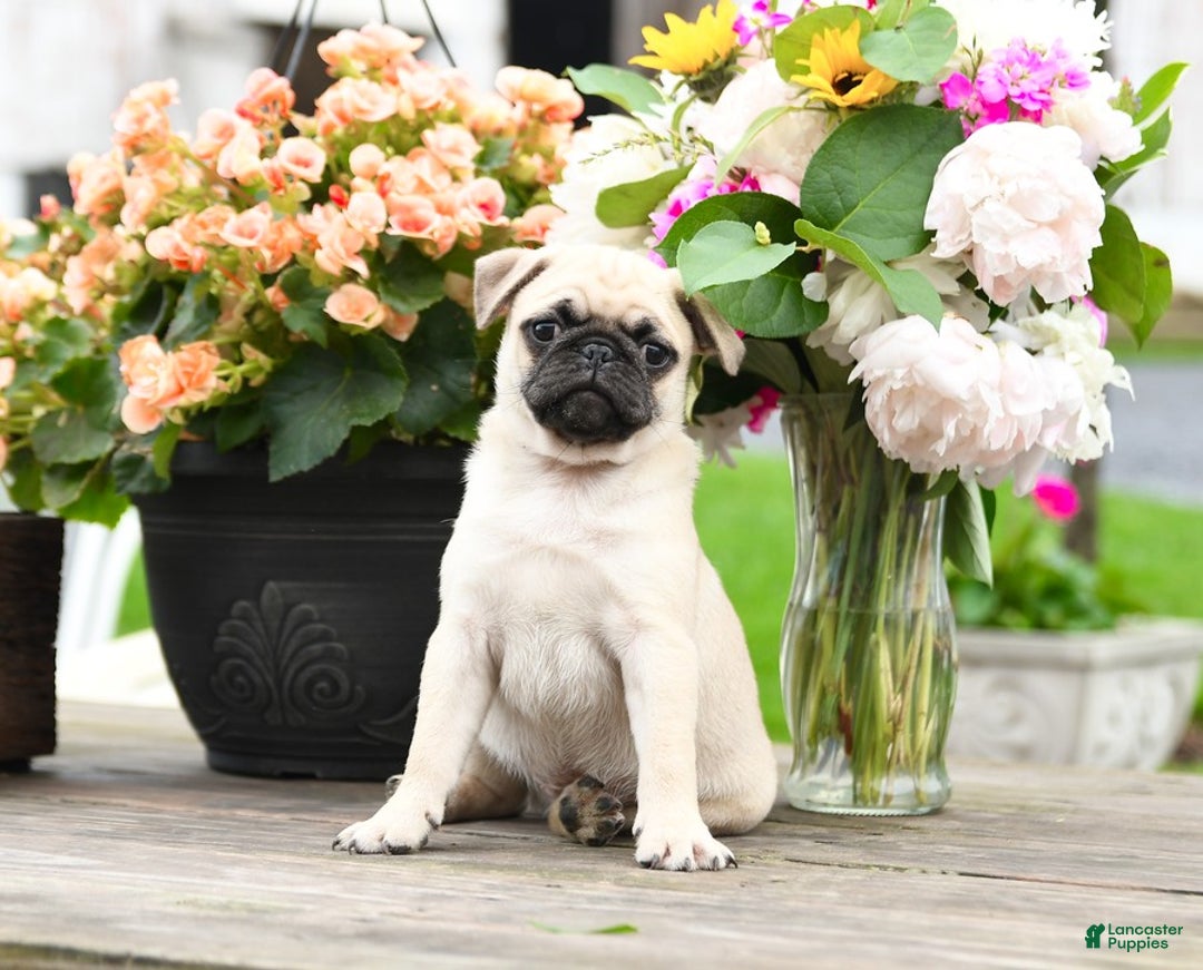 Pug dogs for sale: Cain - Image 2
