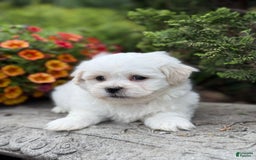 Teddy Bear dogs for sale: Rhyme - Image 3