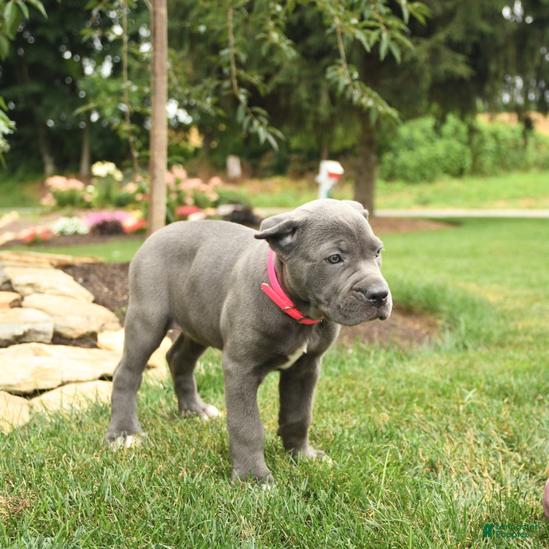 Cane Corso dogs for sale: Ocean - Image 4