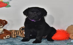 Labrador Retriever dogs for sale: Chloe - Image 13