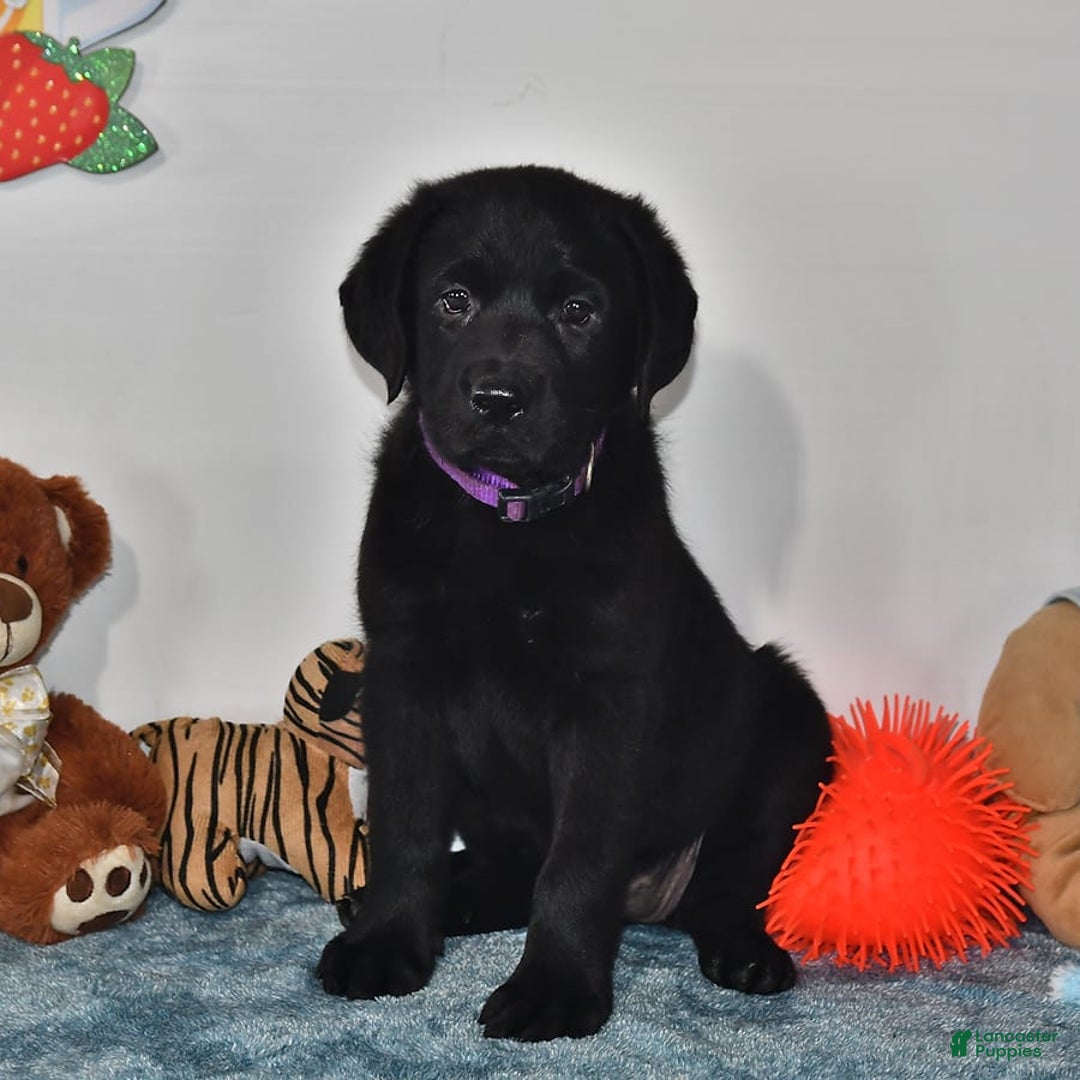Labrador Retriever dogs for sale: Chloe - Image 13