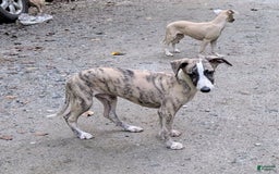 Whippet dogs for sale: Oscar - Image 12
