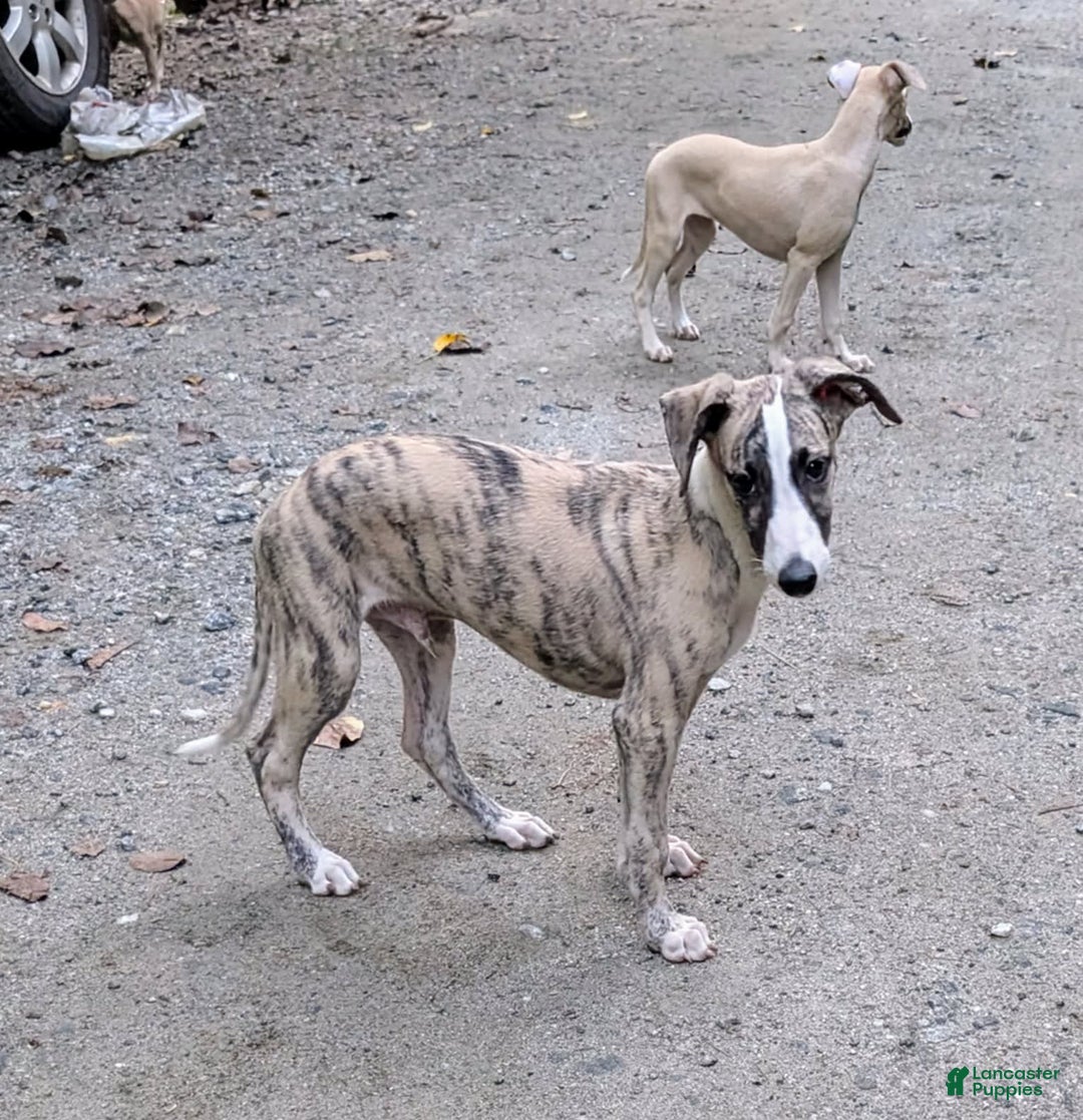 Whippet dogs for sale: Oscar - Image 12