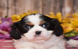 Cavalier King Charles Spaniel dogs for sale: Echo - Image 2