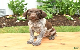 German Shorthaired Pointer dogs for sale: Oliver - Image 1