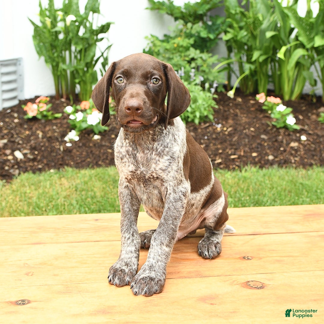 German Shorthaired Pointer dogs for sale: Oliver - Image 1