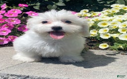 Coton De Tulear dogs for sale: Cora - Image 5