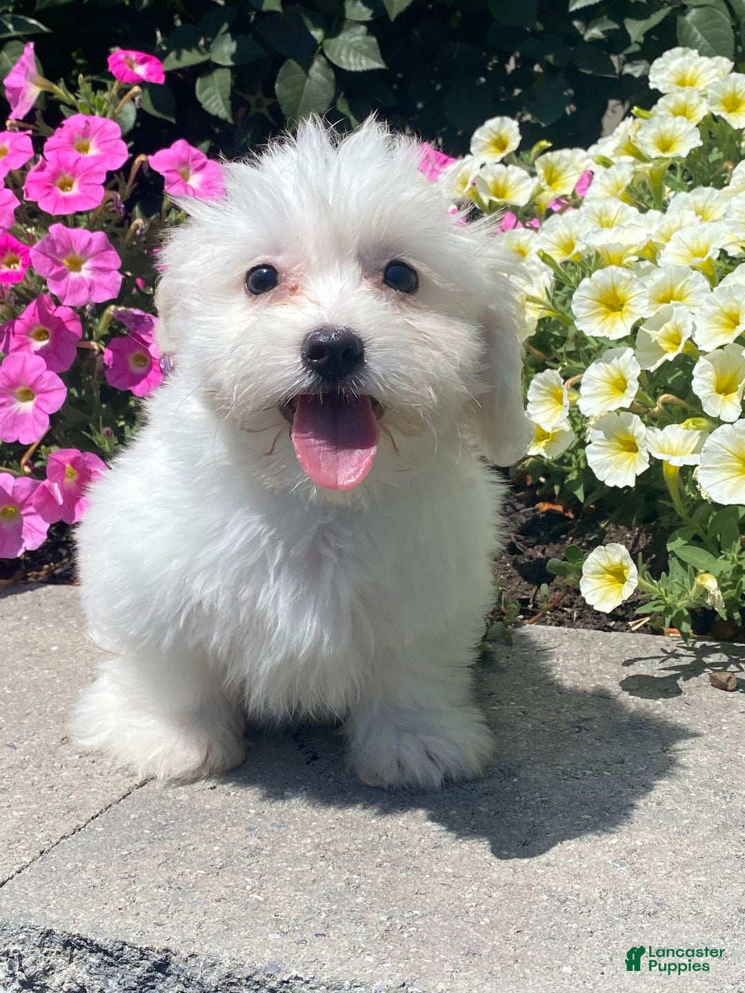 Coton De Tulear dogs for sale: Cora - Image 5