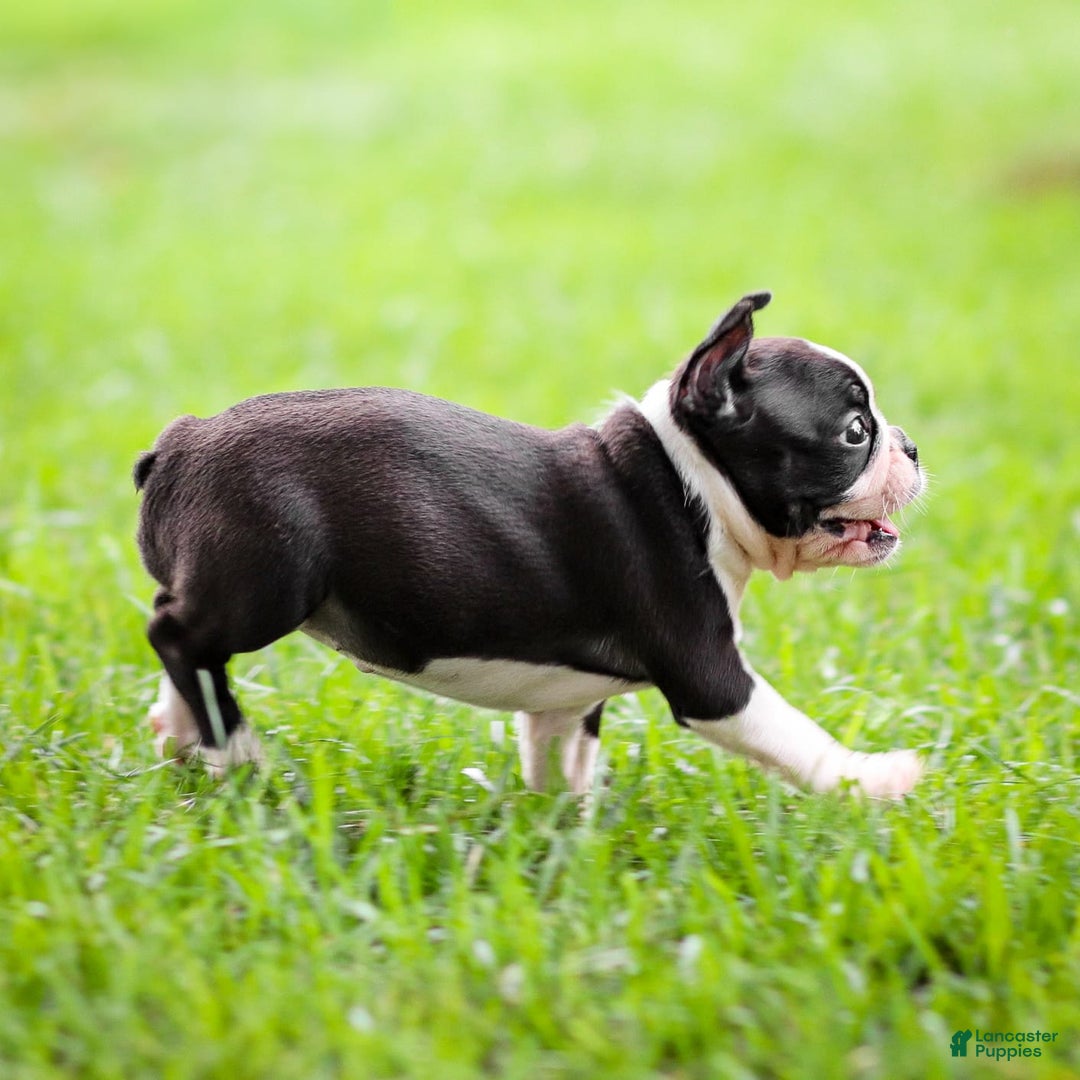 Boston Terrier dogs for sale: Daffodil - Image 8