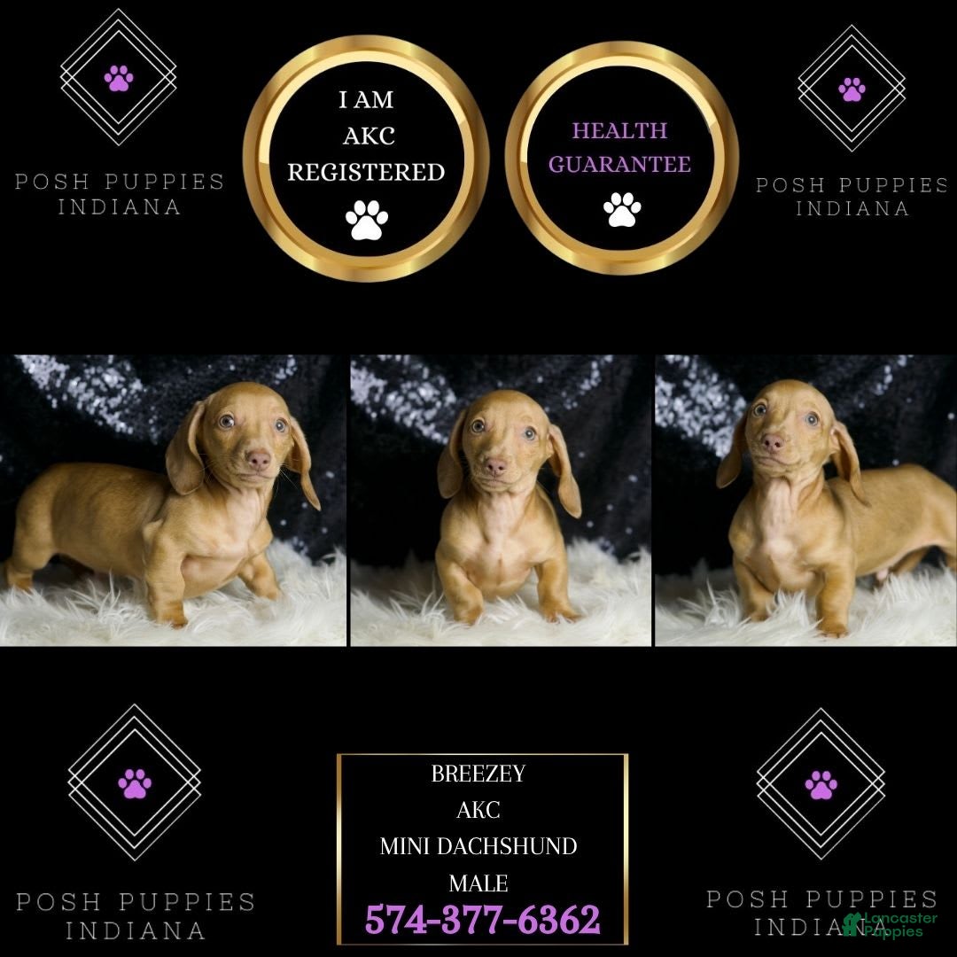 Miniature Dachshund dogs for sale: Breezey - Image 2