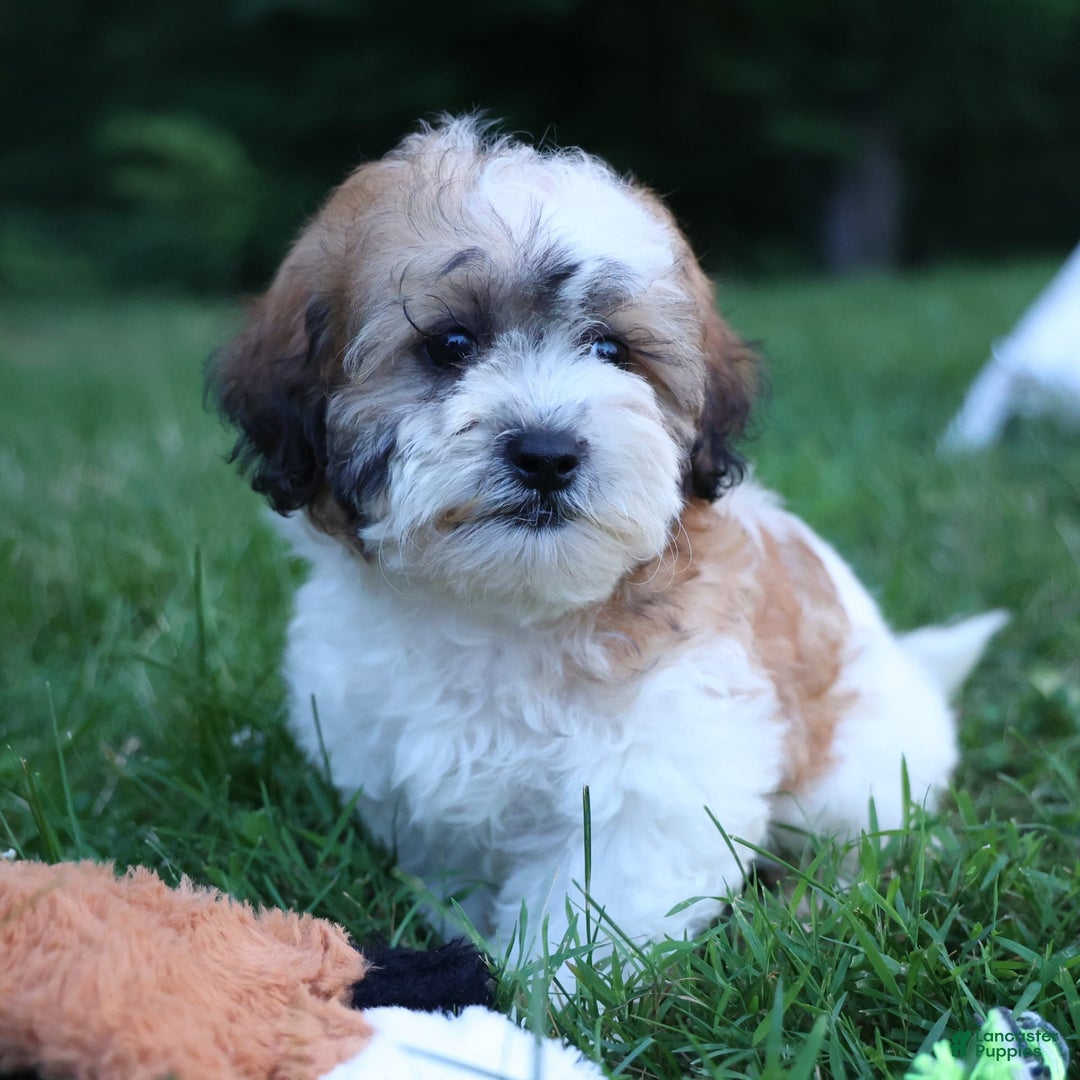 Shihpoo dogs for sale: Hunter - Image 10