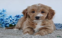  dogs for sale: Mini Goldendoodle 4 puppies - Image 7
