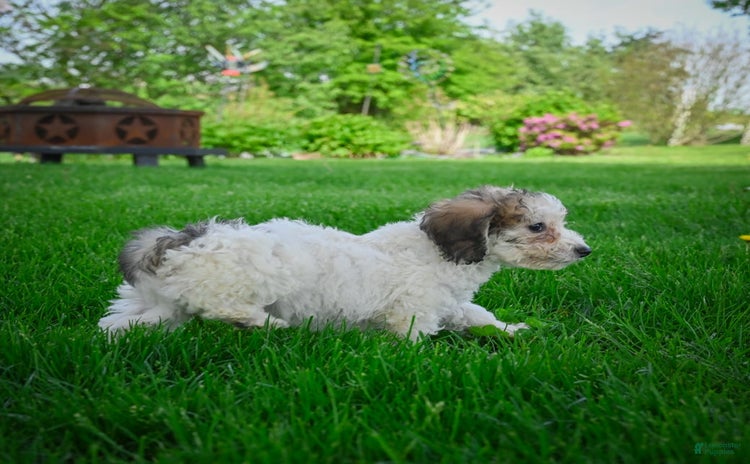 Bichpoo dogs - Advert 18