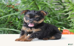 Yorkshire Terrier dogs for sale: Remmy - Image 3
