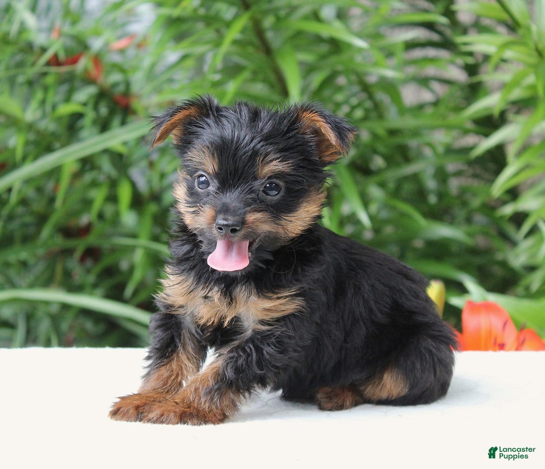 Yorkshire Terrier dogs for sale: Remmy - Image 3