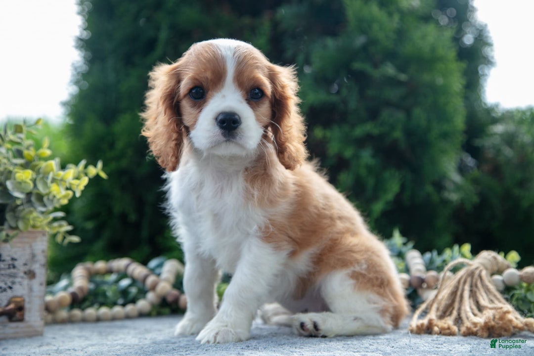 Cavalier King Charles Spaniel dogs for sale: Princess - Image 7