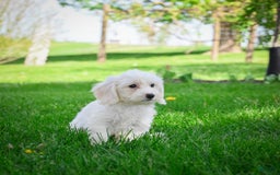 Bichpoo dogs for sale: Baba - Listing for pets: Baba, Biko, Buddy, Bo, Benny, Barry, Betty - Image 6