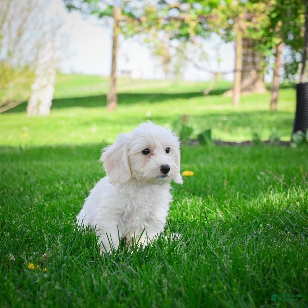 Bichpoo dogs for sale: Baba - Listing for pets: Baba, Biko, Buddy, Bo, Benny, Barry, Betty - Image 6