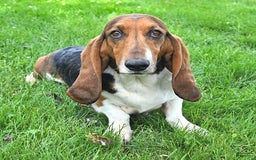 Basset Hound dogs for sale: Shanda - Image 21