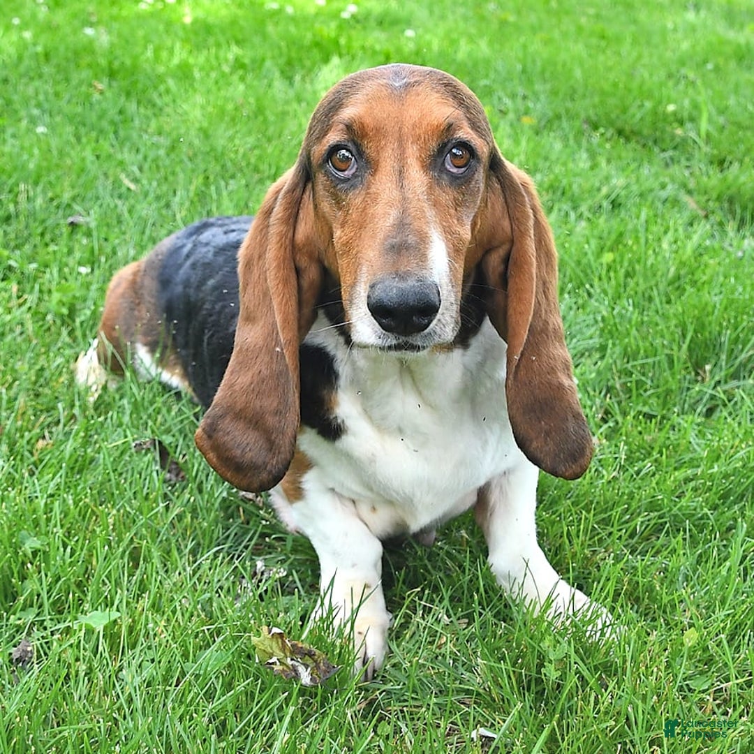 Basset Hound dogs for sale: Shanda - Image 21