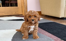 Cavapoo dogs for sale: Henry - Image 7