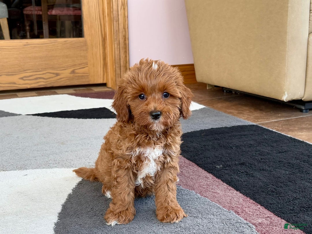 Cavapoo dogs for sale: Henry - Image 7