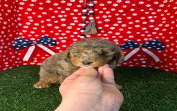 Miniature Poodle dogs for sale: Rocky - Image 3