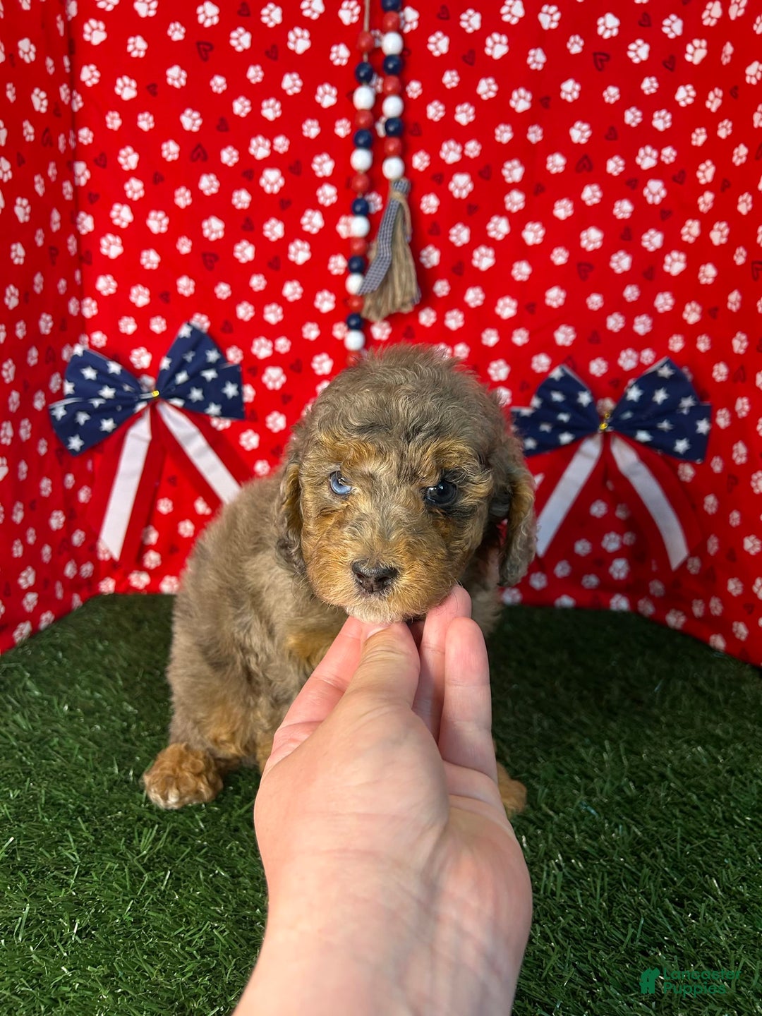 Miniature Poodle dogs for sale: Rocky - Image 3