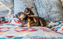 Miniature Pinscher dogs for sale: Alex - Image 5