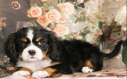 Miniature Bernese Mountain Dog dogs for sale: Twix - Image 5