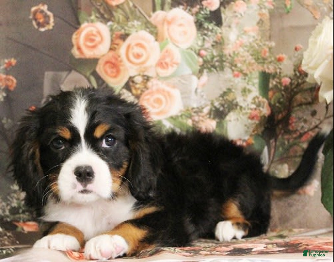 Miniature Bernese Mountain Dog dogs for sale: Twix - Image 5