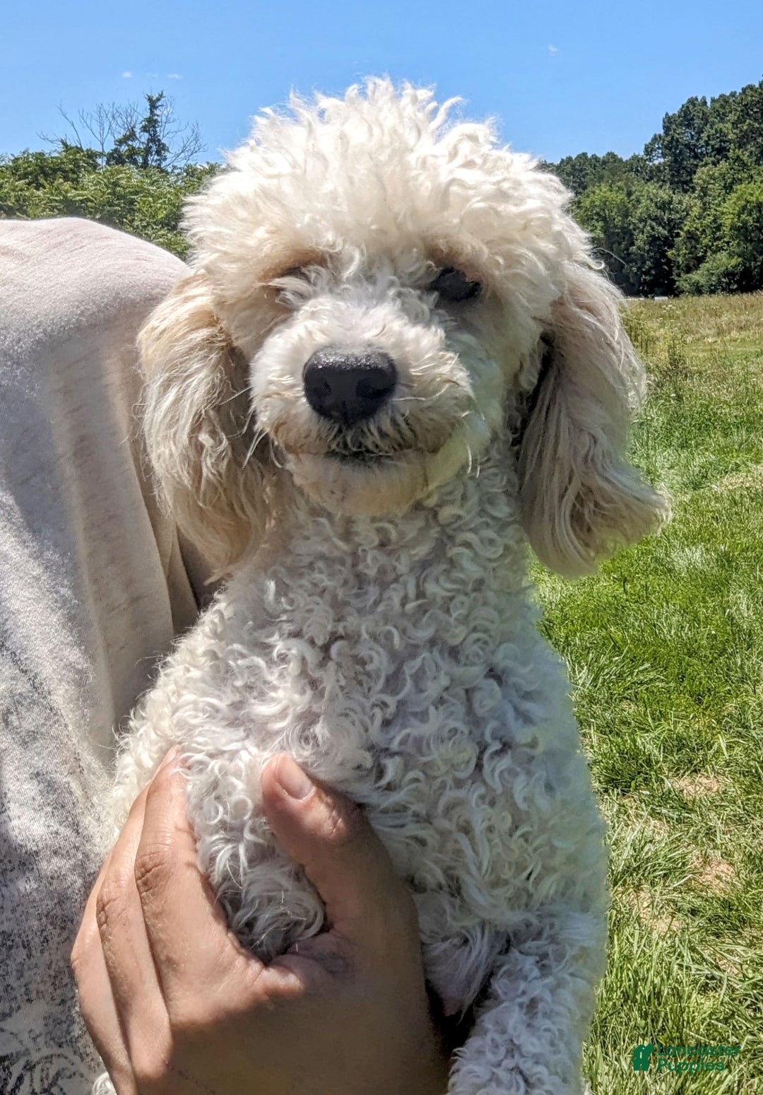 Cockapoo dogs for sale: Lydia - Image 20
