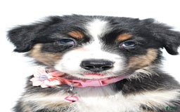 Australian Shepherd dogs for sale: Kiki - Image 5