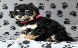 Miniature Poodle dogs for sale: Ellie - Image 9