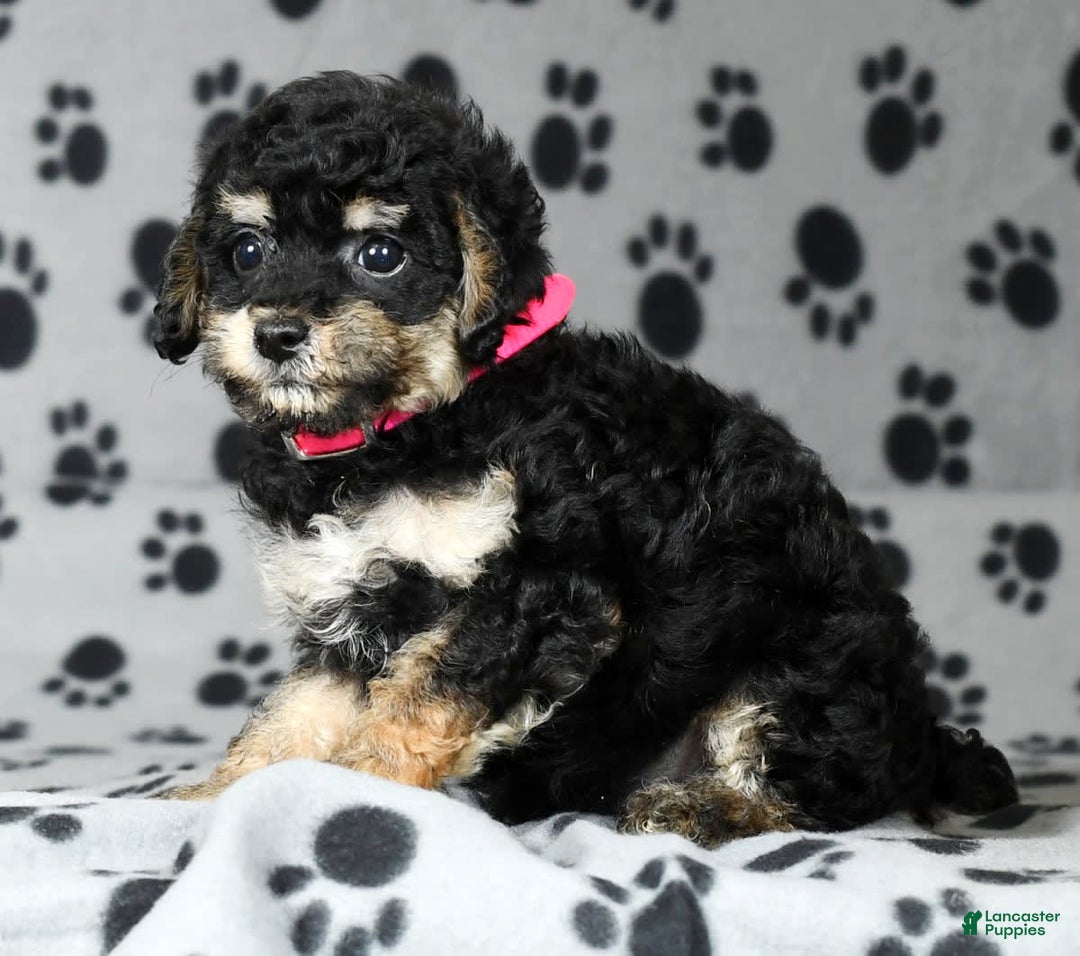 Miniature Poodle dogs for sale: Ellie - Image 9