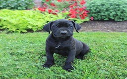 Cane Corso dogs for sale: Kylie - Image 1