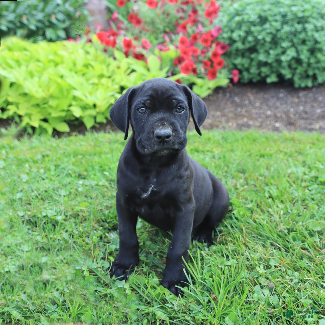 Cane Corso dogs for sale: Kylie - Image 1