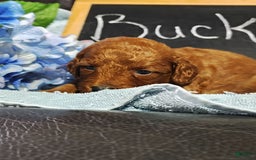 Mini Goldendoodle dogs for sale: Buck - Image 11