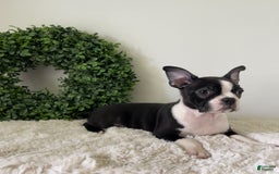 Boston Terrier dogs for sale: Delilah - Image 1